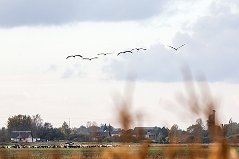Миграция серых журавлей в ландшафтном заказнике 