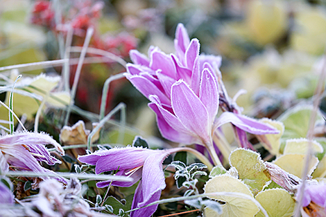 Первые заморозки в Гродно
