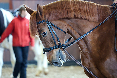 Pedigree horse show in Mogilev District 