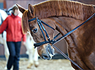 Pedigree horse show in Mogilev District 