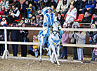Pedigree horse show in Mogilev District