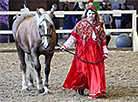 Pedigree horse show in Mogilev District