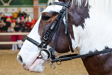 International Autumn 2025 pedigree horse show