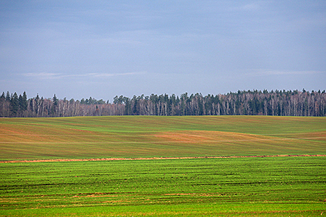 明斯克地区的秋景