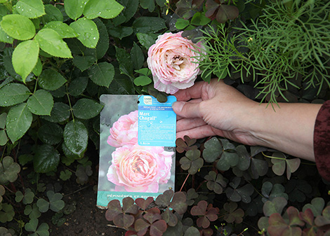 Rose “Marc Chagall” burst into bloom in Vitebsk on the painter’s birthday