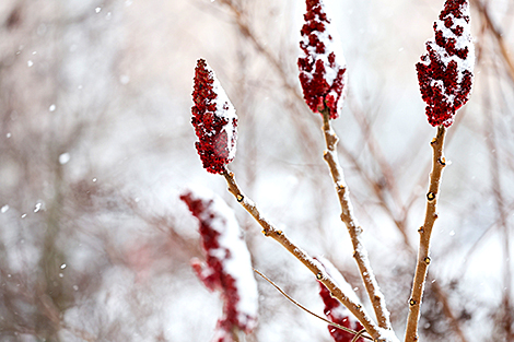 Заснеженный Минск 