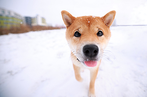 Зимняя прогулка