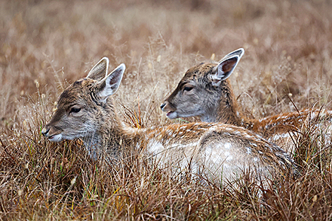 Лани в Минском районе 