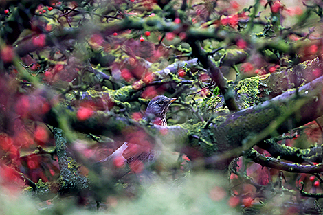 Дрозд-рябинник в столичном парке