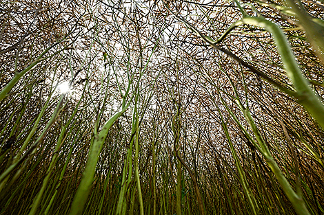 Озимый рапс в Смолевичском районе