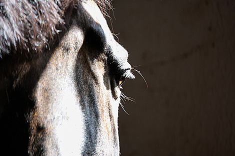 Тренировка в Белорусской федерации конного спорта в Ратомке