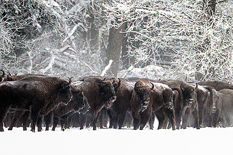 Январь-2026 в Беларуси: экстремальные снегопады, морозные солнечные дни и завораживающие холодной красотой природные ландшафты 