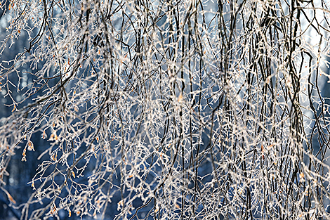 Иней на деревьях в столичном Лошицком парке