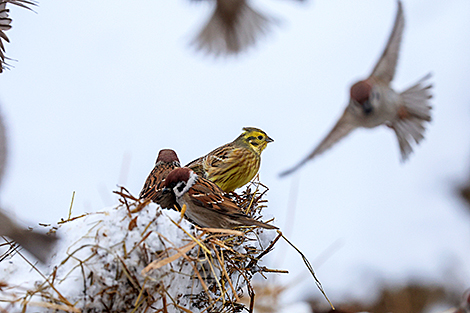 Птицы в Докшицком районе