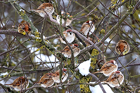 Стая воробьев 