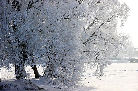 Зимний лес в Гродненском районе 