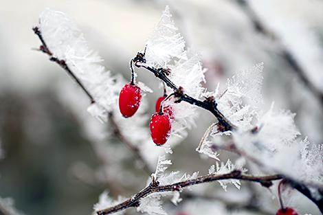 Зимние ягоды 