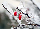 Зимние ягоды 