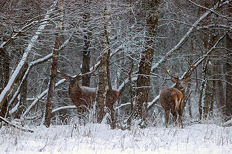 Олени в лесах Гродненского района