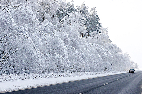 Зимний лес вдоль трассы в Гомельском районе 