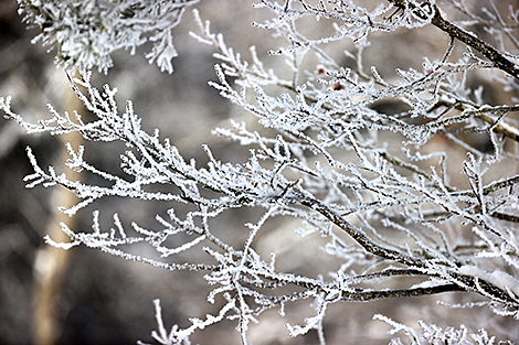 Морозный день в Гродненском районе 