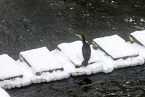 Птица на реке в Гродненском районе 