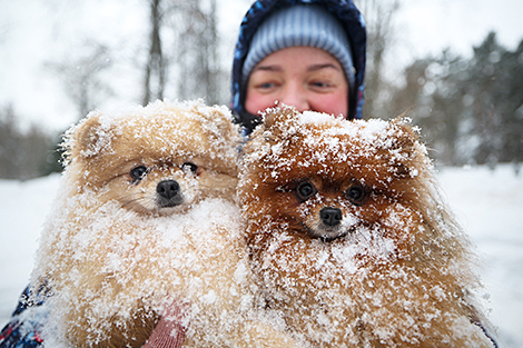 Домашние питомцы на улицах Минска