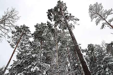 戈梅利地区的雪后松林