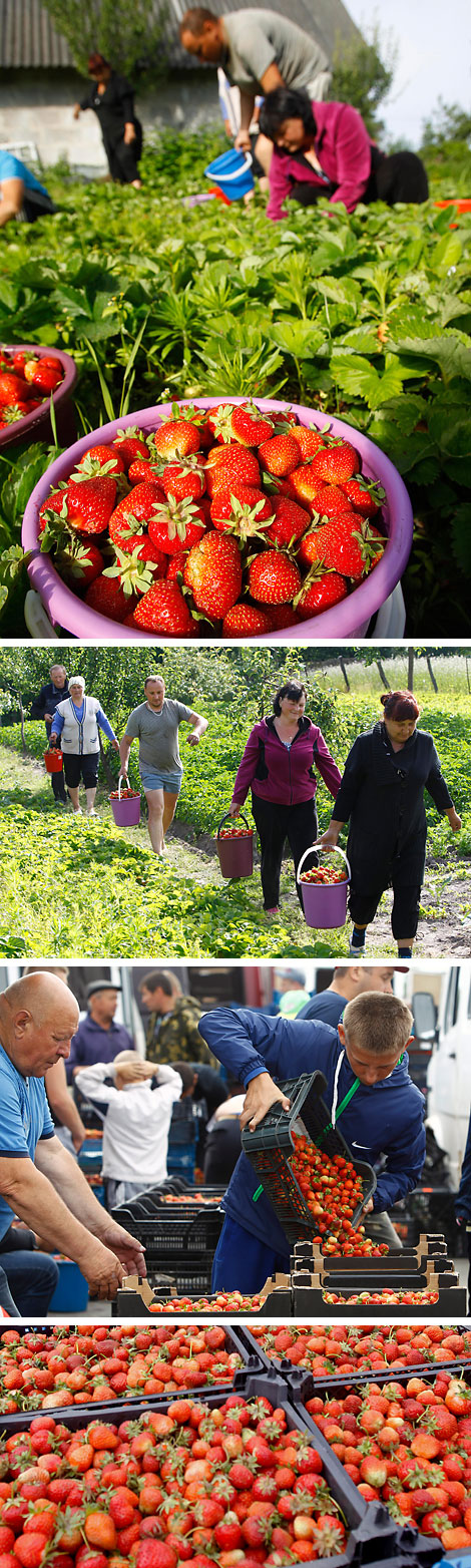 Berry harvesting season in 