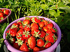 Berry harvesting season in "strawberry capital" of Belarus