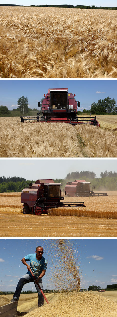 Harvesting in Belarus