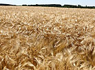 Harvesting in Belarus