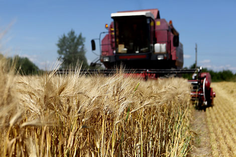 Hot Season 2016: Harvesting in Belarus