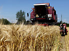 Горячий сезон-2016: в Беларуси собирают урожай