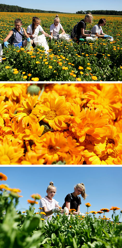 Calendula fields in Bolshoye Mozheikovo