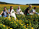 Calendula fields in Bolshoye Mozheikovo