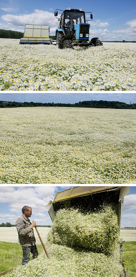 Сhamomile fields in Bolshoye Mozheikovo