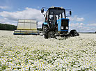 Сhamomile fields in Bolshoye Mozheikovo