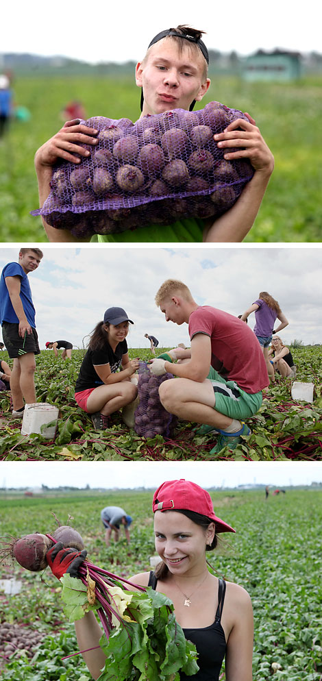 Beetroot harvest in Gomel District 