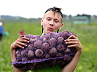 Beetroot harvest in Gomel District 