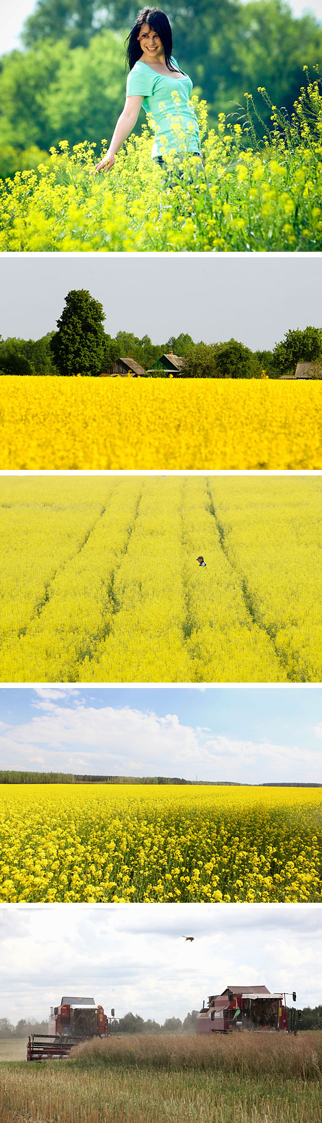 Canola fields in Belarus 