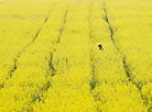 Canola fields in Belarus 