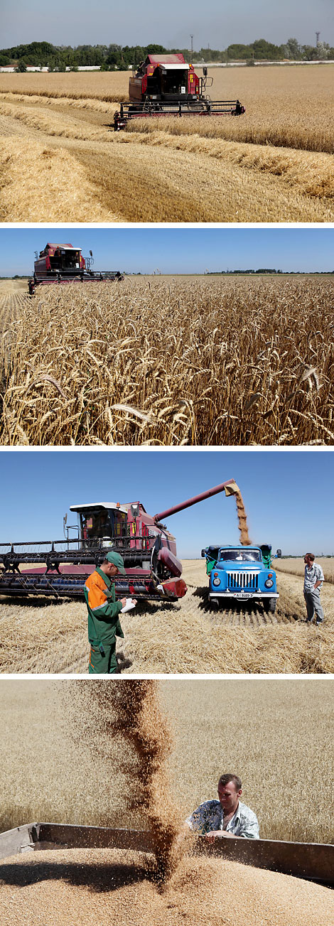 Harvesting in Belarus