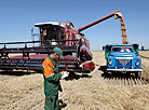 Harvesting in Belarus