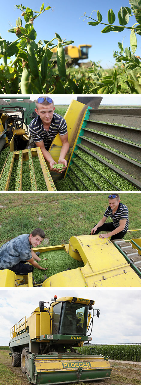 Green peas harvested in Gomel District