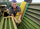 Green peas harvested in Gomel District