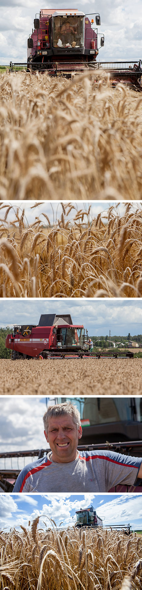 Harvest time in OAO Belovezhsky