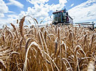 Harvest time in OAO Belovezhsky