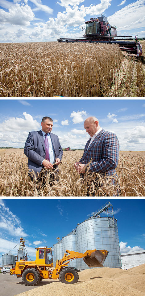 Harvest time in OAO Belovezhsky