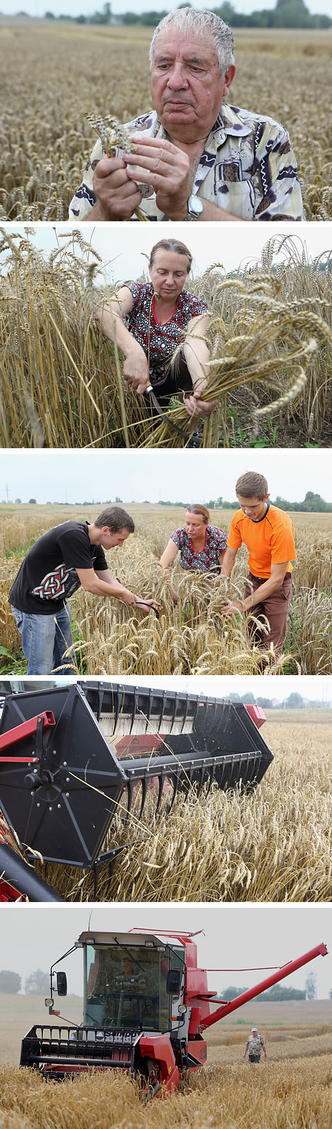 New wheat varieties from Grodno plant breeders